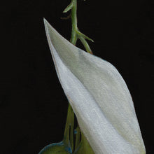 Load image into Gallery viewer, White Kaka Beak | Print
