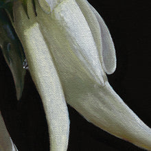 Load image into Gallery viewer, White Kaka Beak | Original

